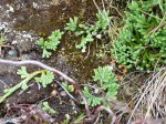 Alpine clubmoss-b