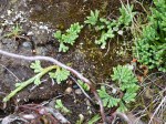 Alpine clubmoss