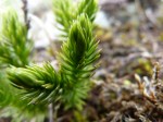 Fir clubmoss-b