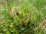 Interupted clubmoss-b