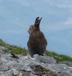 Screen Shot 2015-07-13 at 12.49.07