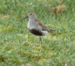 Screen Shot 2015-07-13 at 12.50.50