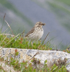 Screen Shot 2015-07-13 at 13.07.31