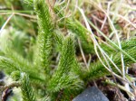 Stag's horn clubmoss-b