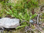 Stag's horn clubmoss