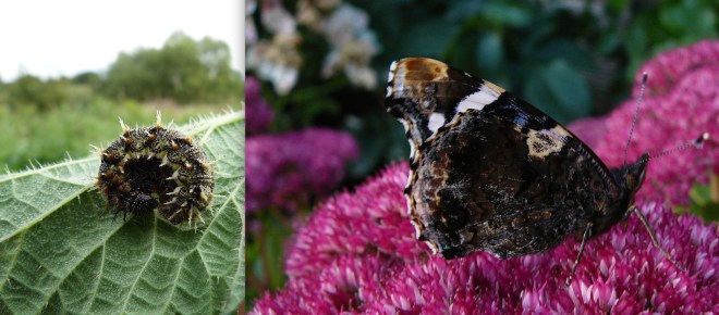 Red Admiral